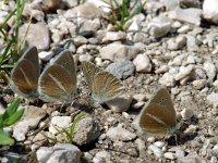 Polyommatus damon 29, Witstreepblauwtje, Saxifraga-Jan van der Straaten