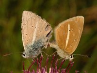 Polyommatus damon 3, Witstreepblauwtje, Saxifraga-Marijke Verhagen