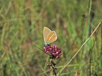 Polyommatus damon 30, Witstreepblauwtje, Vlinderstichting-Albert Vliegenthart