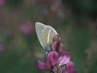 Polyommatus damon 31, Witstreepblauwtje, Vlinderstichting-Kars Veling