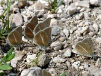 Polyommatus damon 32, Witstreepblauwtje, Saxifraga-Jan van der Straaten