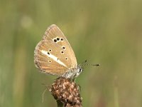 Polyommatus damon 36, Witstreepblauwtje, Vlinderstichting-Kars Veling