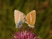 Polyommatus damon 4, Witstreepblauwtje, Saxifraga-Marijke Verhagen