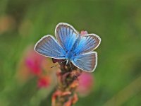 Polyommatus damon 42, Witstreepblauwtje, Vlinderstichting-Albert Vliegenthart