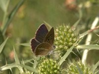 Polyommatus damon 44, Witstreepblauwtje, Vlinderstichting-Kars Veling