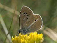 Polyommatus damon 45, Witstreepblauwtje, Saxifraga-Willem van Kruijsbergen