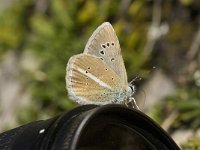 Polyommatus damon 48, Witstreepblauwtje, Saxifraga-Jan van der Straaten