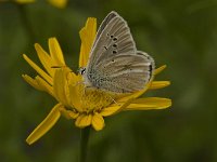 Polyommatus damon 49, Witstreepblauwtje, Saxifraga-Jan van der Straaten