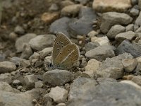 Polyommatus damon 50, Witstreepblauwtje, Saxifraga-Jan van der Straaten