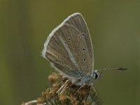 Polyommatus damon 56, Witstreepblauwtje, Saxifraga-Wim van Kruijsbergen