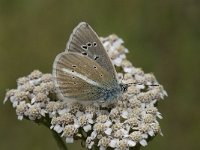 Polyommatus damon 57, Witstreepblauwtje, Saxifraga-Willem van Kruijsbergen