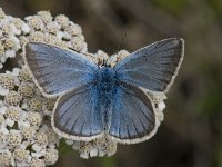 Polyommatus damon 58, Witstreepblauwtje, Saxifraga-Willem van Kruijsbergen