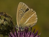 Polyommatus damon 7, Witstreepblauwtje, female, Saxifraga-Jan van der Straaten