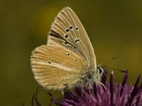 Polyommatus damon 8, Witstreepblauwtje, female, Saxifraga-Jan van der Straaten