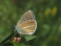 Polyommatus damon 9, Witstreepblauwtje, female, Saxifraga-Jan van der Straaten