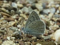 Polyommatus daphnis 10, Getand blauwtje, Vlinderstichting-anonymus  7.19 13:37