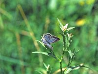 Polyommatus daphnis 12, Getand blauwtje, Vlinderstichting-Albert Vliegenthart