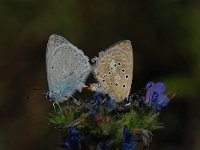 Polyommatus daphnis 14, Getand blauwtje, Saxifraga-Arthur van Dijk