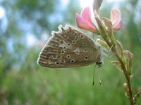 Polyommatus daphnis 16, Getand blauwtje, female, Saxifraga-Mireille de Heer