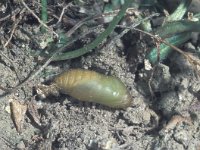 Polyommatus daphnis 2, Getand blauwtje, pupa, Saxifraga-Frits Bink