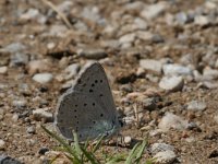 Polyommatus daphnis 6, Getand blauwtje, Vlinderstichting-Kars Veling