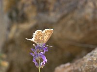 Polyommatus daphnis 8, Getand blauwtje, Vlinderstichting-Kars Veling