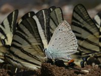 Polyommatus daphnis 9, Getand blauwtje, Vlinderstichting-Kars Veling