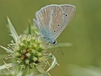 Polyommatus dolus ainsae 3, Westelijk vachtblauwtje, Vlinderstichting-Albert Vliegenthart