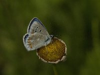 Polyommatus dorylas 10, Turkooisblauwtje, Saxifraga-Jan van der Straaten