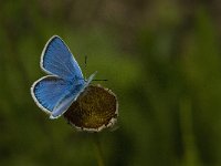 Polyommatus dorylas 11, Turkooisblauwtje, male, Saxifraga-Jan van der Straaten