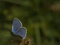 Polyommatus dorylas 12, Turkooisblauwtje, male, Saxifraga-Jan van der Straaten