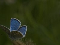 Polyommatus dorylas 13, Turkooisblauwtje, male, Saxifraga-Jan van der Straaten