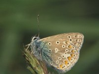 Polyommatus dorylas 2, Turkooisblauwtje, female, Saxifraga-Robert Ketelaar