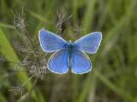 Polyommatus dorylas 4, Turkooisblauwtje, male, Saxifraga-Jan van der Straaten