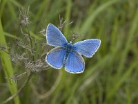 Polyommatus dorylas 5, Turkooisblauwtje, male, Saxifraga-Jan van der Straaten