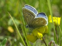 Polyommatus dorylas 6, Turkooisblauwtje, Vlinderstichting-Chris van Swaay  7.21 11:31