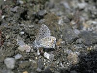 Polyommatus eros 2, Vlaggewikkeblauwtje, Vlinderstichting-Kars Veling