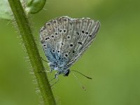 Polyommatus eros 3, Vlaggewikkeblauwtje, Saxifraga-Willem van Kruijsbergen