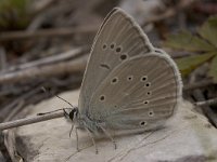 Polyommatus fulgens 3, Catalaans vachtblauwtje, Vlinderstichting-Kars Veling