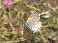 Polyommatus fulgens 4, Catalaans vachtblauwtje, Vlinderstichting-Kars Veling