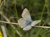 Polyommatus hispana 12, Provencaals bleek blauwtje, male, Saxifraga-Jan van der Straaten