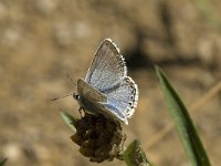 Polyommatus hispana 13, Provencaals bleek blauwtje, male, Saxifraga-Jan van der Straaten