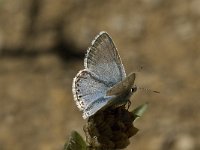 Polyommatus hispana 14, Provencaals bleek blauwtje, male, Saxifraga-Jan van der Straaten