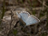 Polyommatus hispana 16, Provencaals bleek blauwtje, Vlinderstichting-Kars Veling