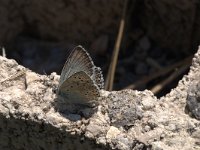 Polyommatus hispana 17, Provencaals bleek blauwtje, Vlinderstichting-Kars Veling