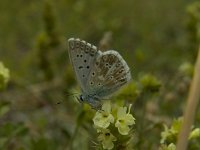 Polyommatus hispana 18, Provencaals bleek blauwtje, Saxifraga-Marijke Verhagen