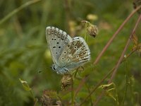 Polyommatus hispana 19, Provencaals bleek blauwtje, Saxifraga-Marijke Verhagen