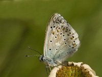 Polyommatus hispana 20, Provencaals blauwtje, male, Saxifraga-Jan van der Straaten