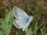 Polyommatus hispana 22, male, Provencaals bleek blauwtje mannetje, Saxifraga-Joep Steur