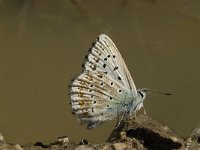 Polyommatus hispana 3, Provencaals bleek blauwtje, female, Saxifraga-Jan van der Straaten